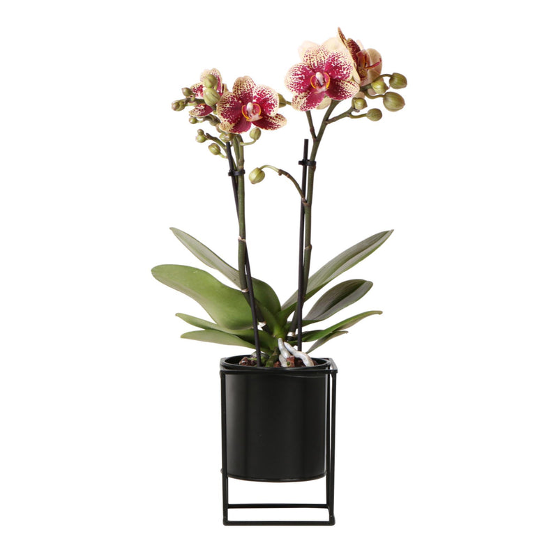 Kolibri Orchids | Geel/ rode Phalaenopsis orchidee – Spain + Floating sierpot black – potmaat Ø9cm – 45cm hoog | bloeiende kamerplant in bloempot - vers van de kweker