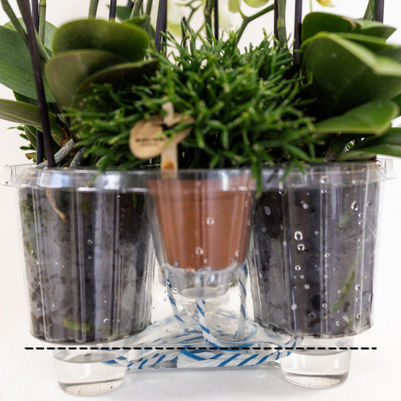 Kolibri Orchids | paarse plantenset in Reed Basket incl. waterreservoir | drie paarse orchideeën en drie groene planten Rhipsalis | Field Bouquet paars met zelfvoorzienend waterreservoir