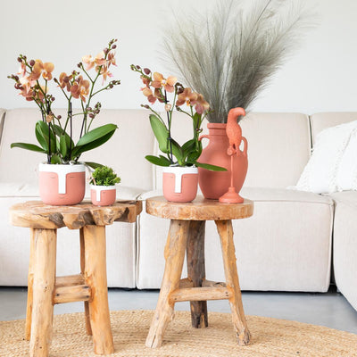 Kolibri Home | Pitcher vaas - Terracotta cementen vaas - voor droogbloemen