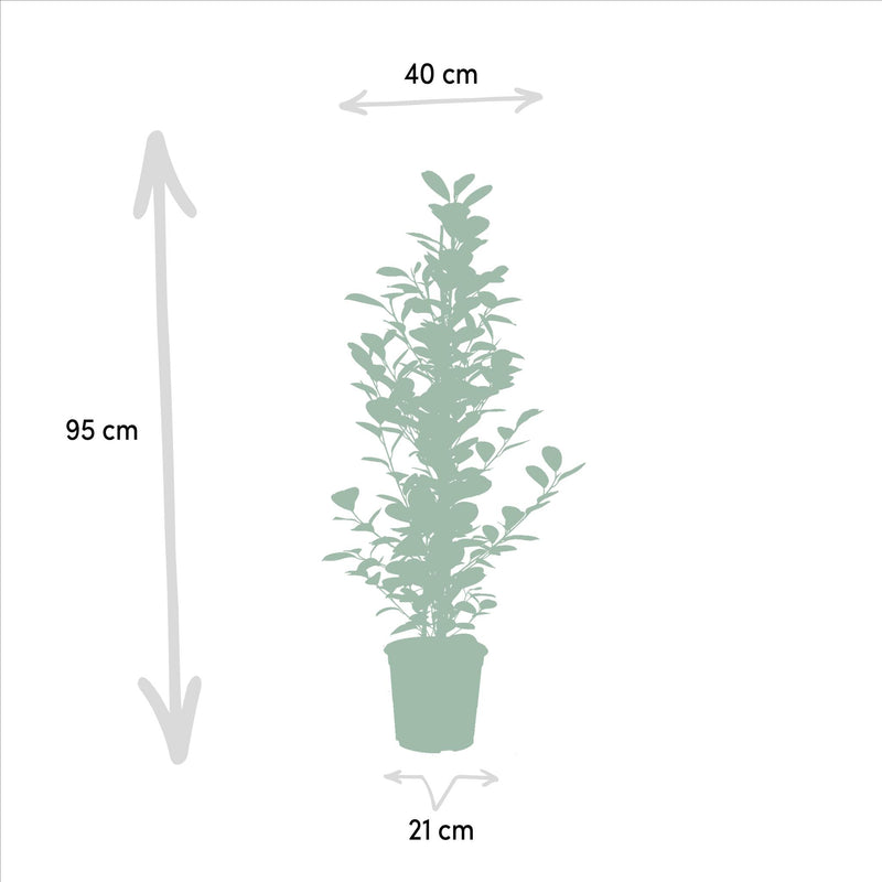 Ficus microcarpa Moclame - ↨95cm - Ø21cm