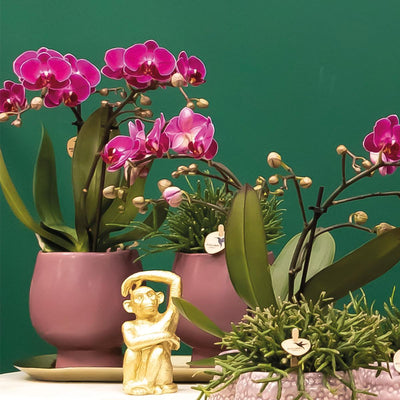 Kolibri Orchids | Paarse Phalaenopsis orchidee – Morelia + Scandic sierpot violet – potmaat Ø9cm – 45cm hoog | bloeiende kamerplant in bloempot - vers van de kweker