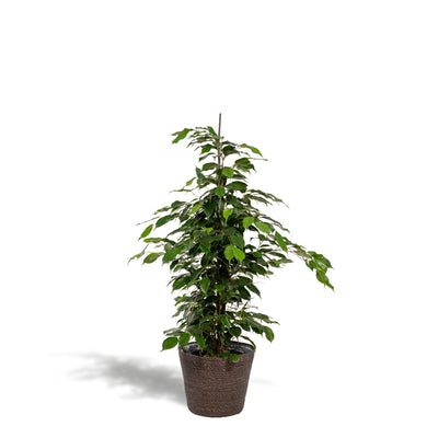 Ficus benjamina Danielle + Mand Igmar - ↨95cm - Ø21cm