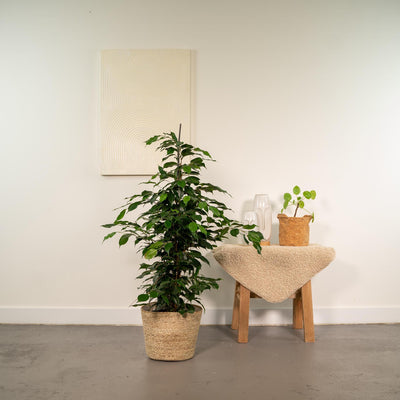 Ficus benjamina Danielle + Mand Selin - ↨95cm - Ø21cm