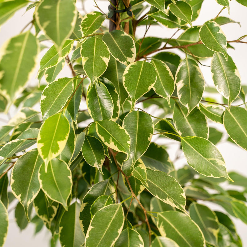 Ficus benjamina Goldenking + Pot Mayk Gold - ↨95cm - Ø21cm