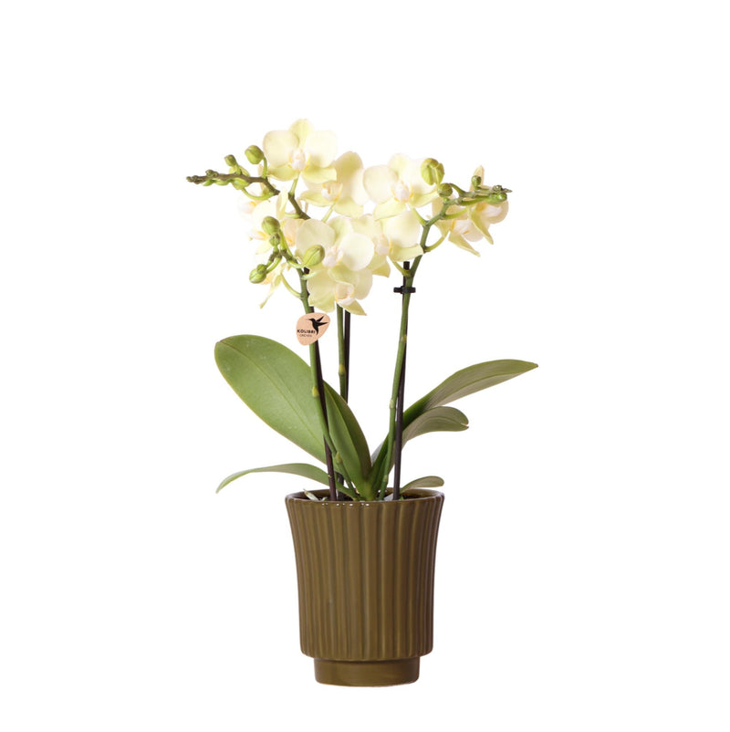 Kolibri Orchids | gele Phalaenopsis orchidee - Mexico in Retro sierpot groen - potmaat Ø9cm - 40cm hoog | bloeiende kamerplant - vers van de kweker
