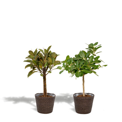 Incl. mand Igmar - Ficus Elastica Melany - ↨85cm,Ø21cm - Ficus Benghalensis Audrey - ↨85cm,Ø21cm