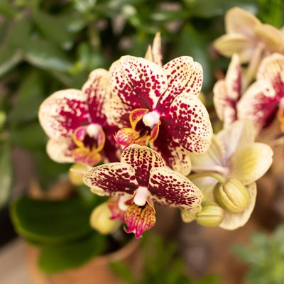Kolibri Orchids | Geel rode Phalaenopsis orchidee - Spain + Glazed sierpot cognac - potmaat Ø9cm - 40 cm hoog | bloeiende kamerplant - vers van de kweker