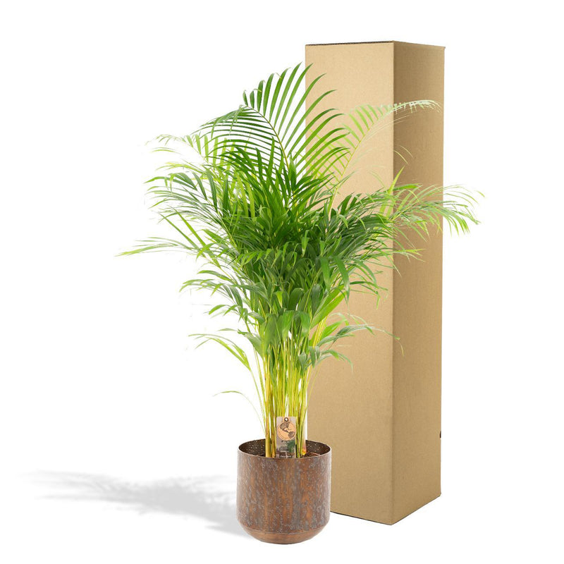 Areca palm met pot - ↨130cm - Ø24cm
