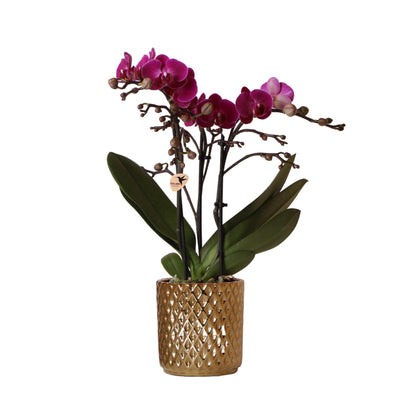 Kolibri Orchids | paarse Phalaenopsis orchidee - Morelia + Diamond sierpot goud - potmaat Ø9cm - 40cm hoog | bloeiende kamerplant - vers van de kweker