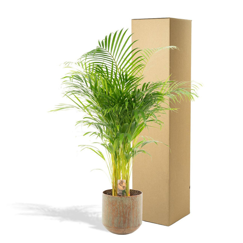 Areca palm met pot - ↨110cm - Ø21cm
