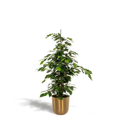 Ficus benjamina Danielle + Pot Mayk Gold - ↨95cm - Ø21cm