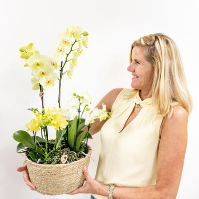 Kolibri Orchids | gele plantenset in Reed Basket incl. waterreservoir | drie gele orchideeën en drie groene planten Rhipsalis | Field Bouquet geel met zelfvoorzienend waterreservoir