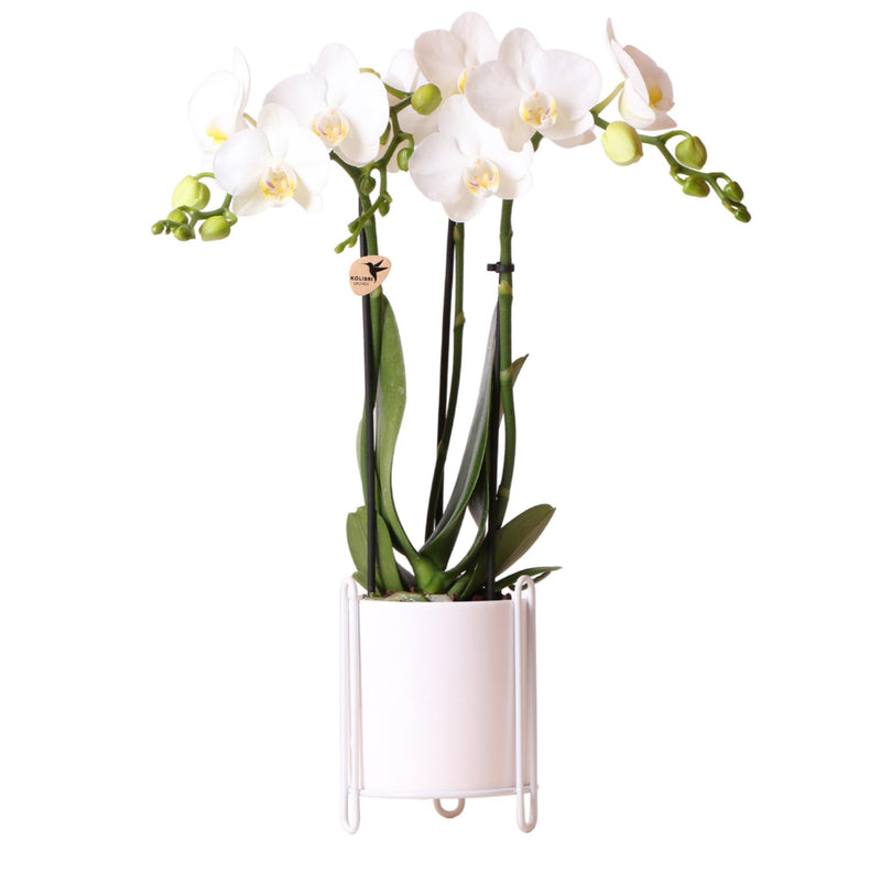 Kolibri Orchids | Witte Phalaenopsis orchidee – Amabilis + Essential sierpot wit – potmaat Ø9cm – 40cm hoog | bloeiende kamerplant in bloempot - vers van de kweker