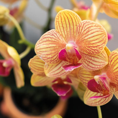 Kolibri Orchids | Oranje Phalaenopsis orchidee – Jamaica + Happy Mug sierpot peach – potmaat Ø9cm – 40cm hoog | bloeiende kamerplant in bloempot - vers van de kweker