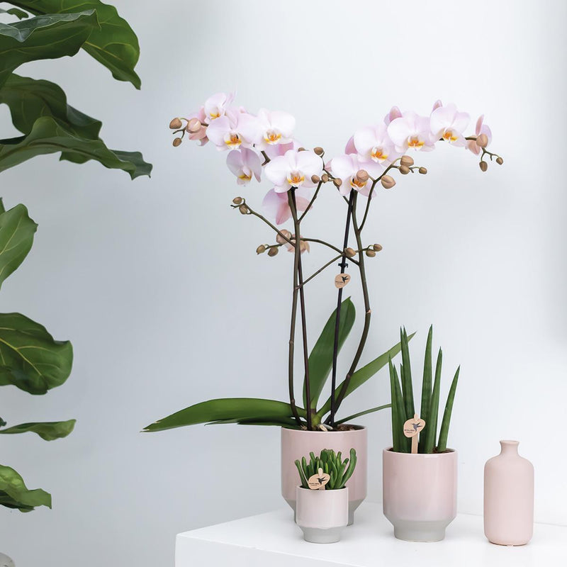 Kolibri Orchids | Geel rode phalaenopsis orchidee - Spain + Harmony sierpot zand - potmaat Ø9cm - 40cm hoog | bloeiende kamerplant - vers van de kweker