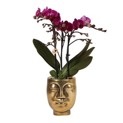 Kolibri Orchids | paarse Phalaenopsis orchidee - Morelia + Face to Face sierpot goud - potmaat Ø9cm - 45cm hoog | bloeiende kamerplant - vers van de kweker