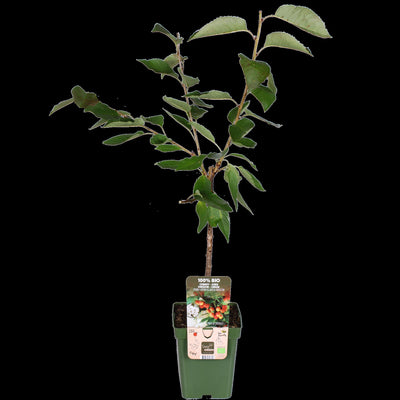 Prunus avium 'Bigarreau Napoléon' - ↨100cm - Ø23
