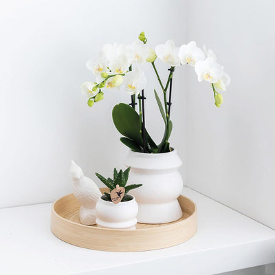 Kolibri Orchids - Surprise box eenkleurig - planten voordeel box - verrassingsbox met 4 verschillende orchideeën - vers van de kweker