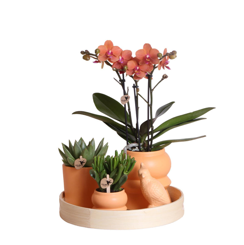 Complete plantenset Optimism - peach | Groene planten met oranje Phalaenopsis orchidee incl. oranje keramieken sierpotten en accessoires