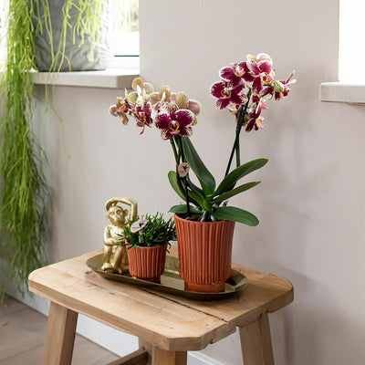 Kolibri Orchids | Geel rode phalaenopsis orchidee - Spain in Retro sierpot terracotta - potmaat Ø9cm - 45cm hoog | bloeiende kamerplant - vers van de kweker