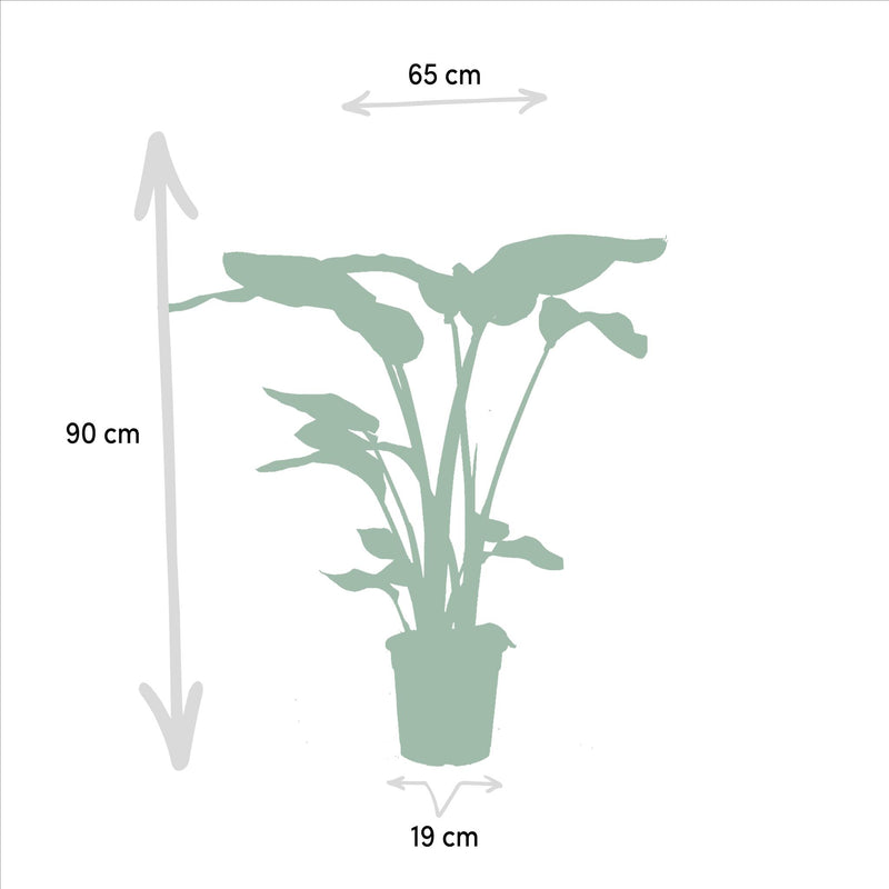 Strelitzia Nicolai - ↨85cm,Ø19cm - Alocasia Macrorrhiza - ↨70cm,Ø19cm