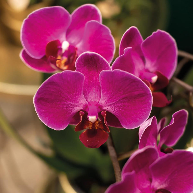 Kolibri Orchids | paarse Phalaenopsis orchidee - Morelia + Face to Face sierpot goud - potmaat Ø9cm - 45cm hoog | bloeiende kamerplant - vers van de kweker