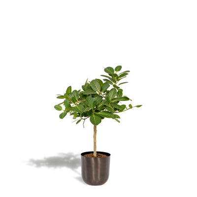 Ficus benghalensis Petite Audrey + Pot Mayk Lead - ↨90cm - Ø21cm