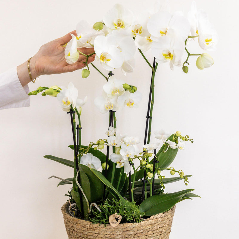 Kolibri Orchids | witte plantenset in Reed Basket incl. waterreservoir | drie witte orchideeën en drie groene planten Rhipsalis | Field Bouquet wit met zelfvoorzienend waterreservoir