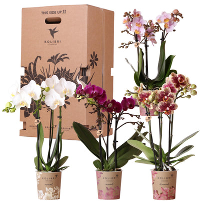 Kolibri Orchids - Surprise box mix - planten voordeel box - verrassingsbox met 4 verschillende orchideeën - vers van de kweker