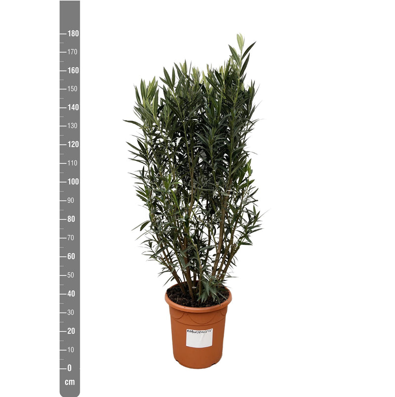 Nerium Oleander struik - ↨180cm- Ø40