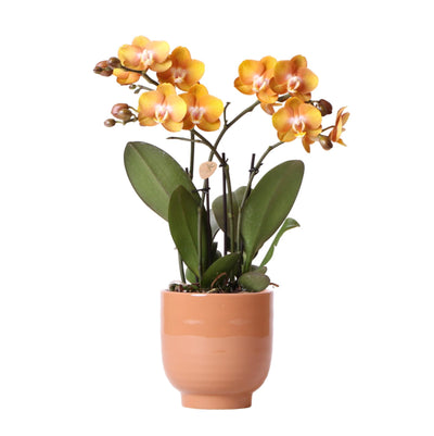 Kolibri Orchids | Oranje phalaenopsis orchidee Las Vegas in cognac kleurige Glazed sierpot - potmaat Ø12cm