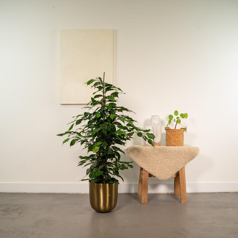 Ficus benjamina Danielle + Pot Mayk Gold - ↨95cm - Ø21cm