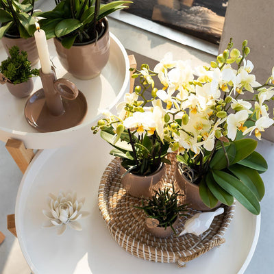 Kolibri Orchids | Witte phalaenopsis orchidee - Lausanne + Harmony sierpot zand - potmaat Ø9cm | bloeiende kamerplant - vers van de kweker