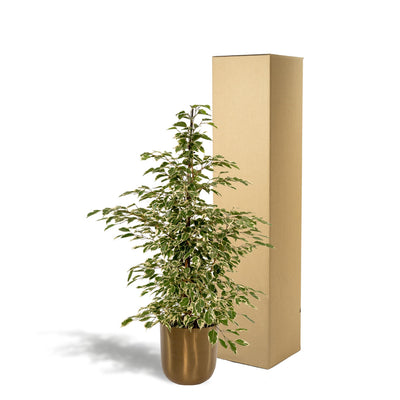 Ficus benjamina Twilight + Pot Mayk Gold - ↨95cm - Ø21cm