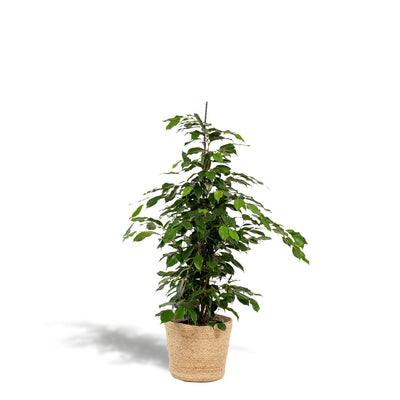 Ficus benjamina Danielle + Mand Selin - ↨95cm - Ø21cm