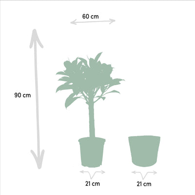 Ficus elastica Melany stam + Mand Selin - ↨90cm - Ø21cm