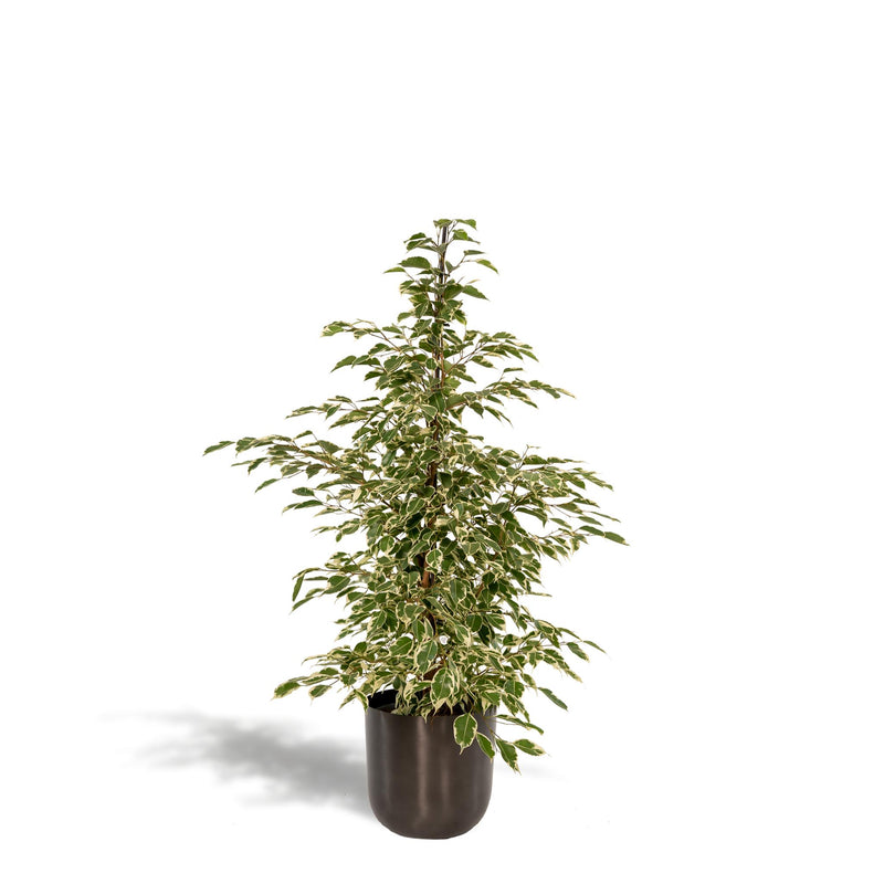 Ficus benjamina Twilight + Pot Mayk Lead - ↨95cm - Ø21cm