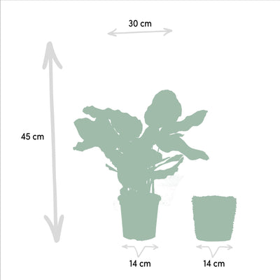 Calathea Makoyana met mand - 45cm hoog, ø14cm - Kamerplant - Schaduwplant - Luchtzuiverend - Vers uit de kwekerij