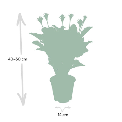 Calathea Crocata - 40cm -ø14