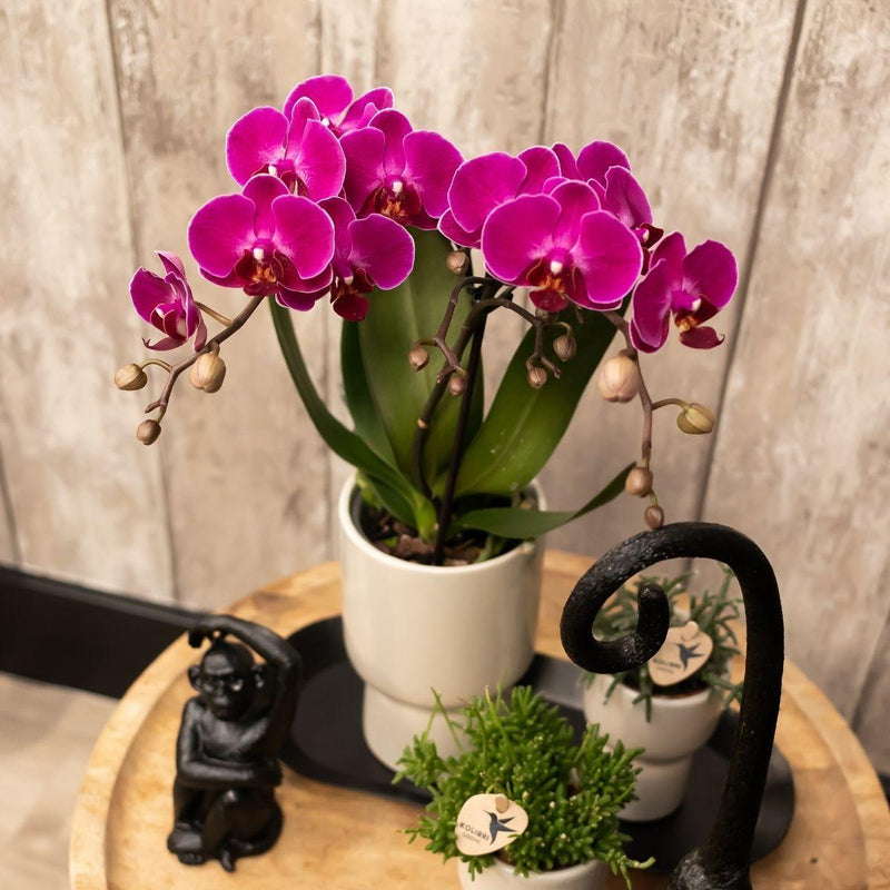 Kolibri Orchids | Paarse phalaenopsis orchidee - Morelia + Trophy sierpot grey - potmaat Ø9cm - 45cm hoog | bloeiende kamerplant - vers van de kweker