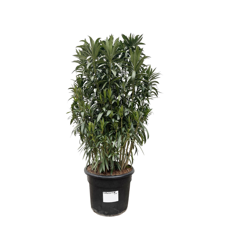 Nerium Oleander struik - ↨190cm- Ø55