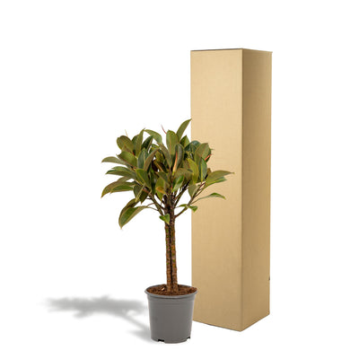 Ficus elastica Melany stam - ↨90cm - Ø21cm