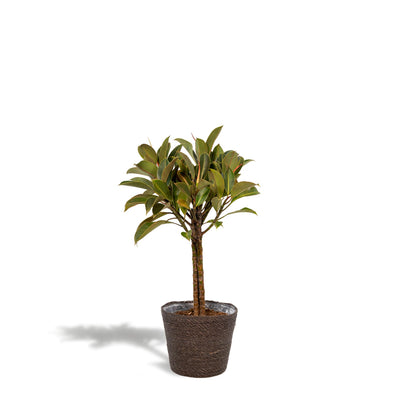 Ficus elastica Melany stam + Mand Igmar - ↨90cm - Ø21cm