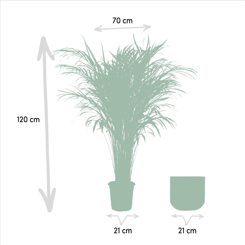 Areca palm met pot - ↨110cm - Ø21cm