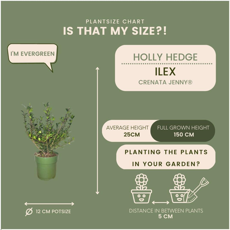 Plants by Frank - 1 meter  Hulst haag - Ilex crenata &