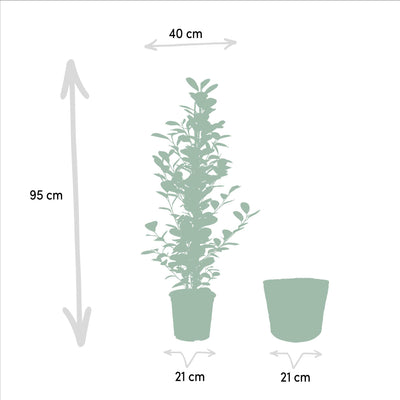 Ficus microcarpa Moclame + Mand Selin - ↨95cm - Ø21cm