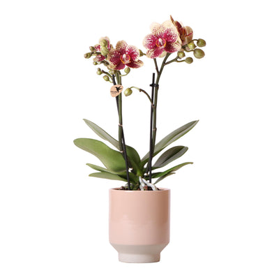 Kolibri Orchids | Geel rode phalaenopsis orchidee - Spain + Harmony sierpot zand - potmaat Ø9cm - 40cm hoog | bloeiende kamerplant - vers van de kweker