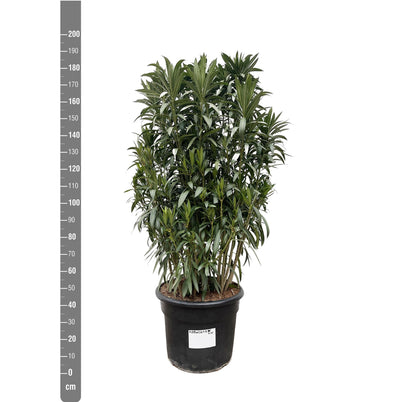 Nerium Oleander struik - ↨190cm- Ø55