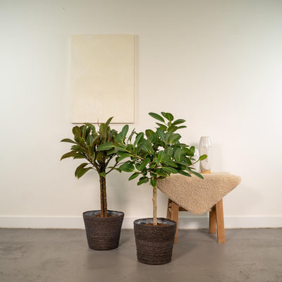 Incl. mand Igmar - Ficus Elastica Melany - ↨85cm,Ø21cm - Ficus Benghalensis Audrey - ↨85cm,Ø21cm