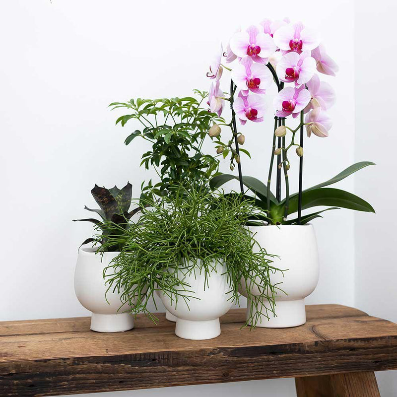 Kolibri Orchids | Roze Phalaenopsis orchidee – Andorra + Scandic sierpot wit – potmaat Ø9cm – 40cm hoog | bloeiende kamerplant in bloempot - vers van de kweker